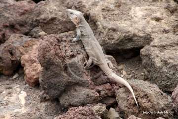 Un paseo con ensoñación en el inicio del verano por la costa de Telde (Reportaje gráfico Jesús Ruiz Mesa)